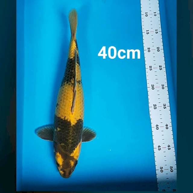 Kin showa strong 40cm body jumbo