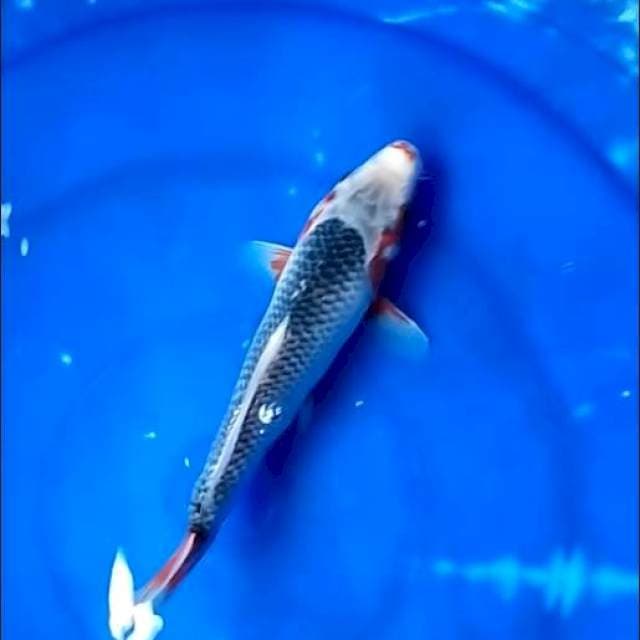 Asaghi
