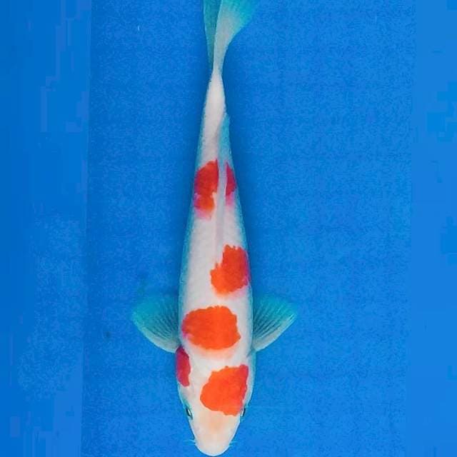 Kohaku Jooz 20cm Jantan