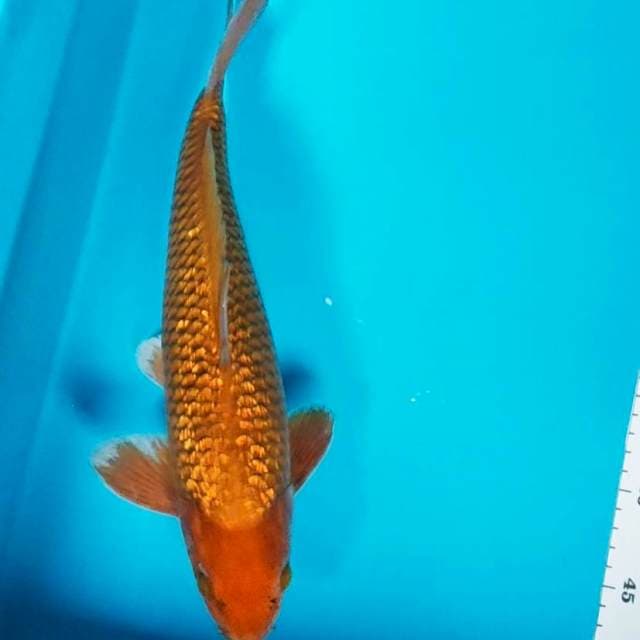 Chagoi full ginrin 34cm male