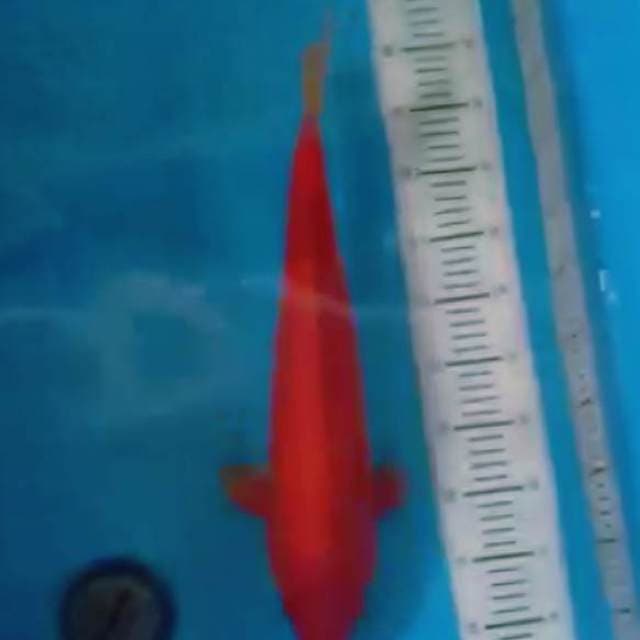 Merah merona 47cm...F1 calon jumbo