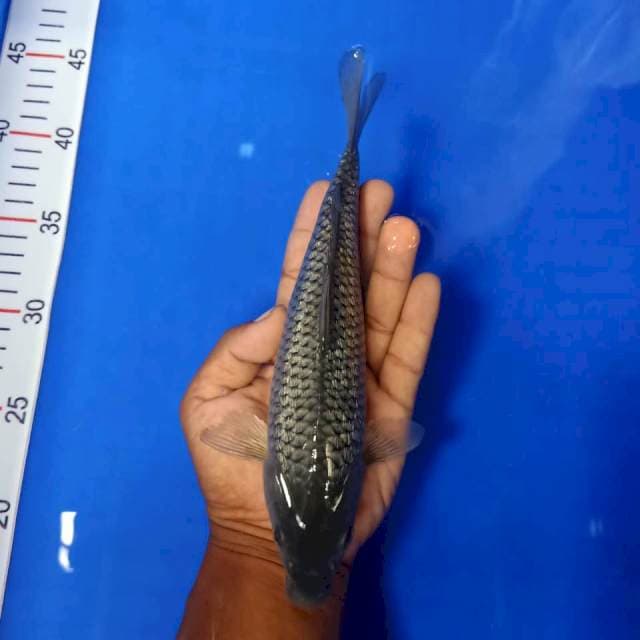 Soragoi gindrin 24 cm