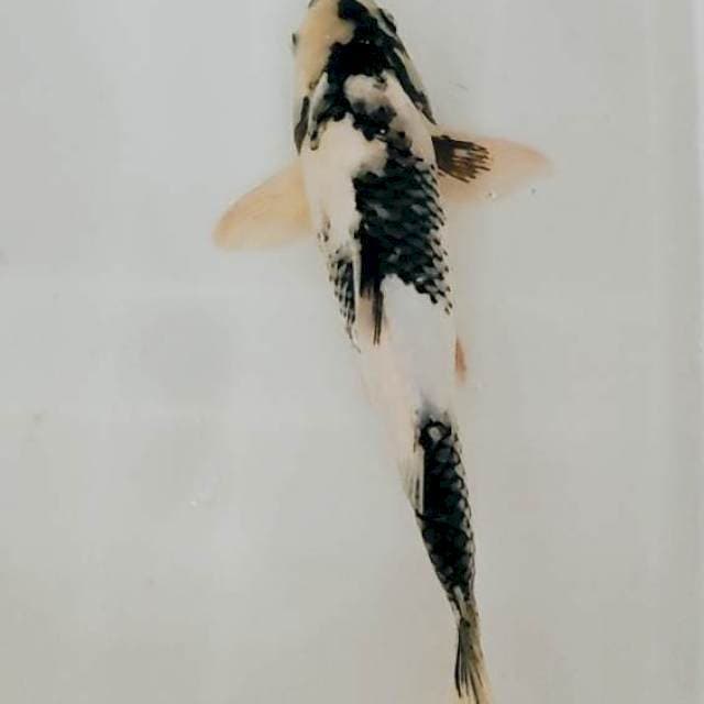 shiro 34 cm