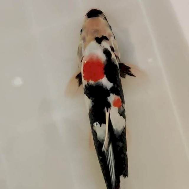 showa 33 cm