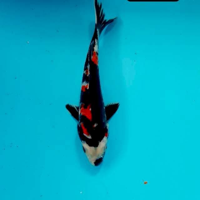 Doitsu 19 cm