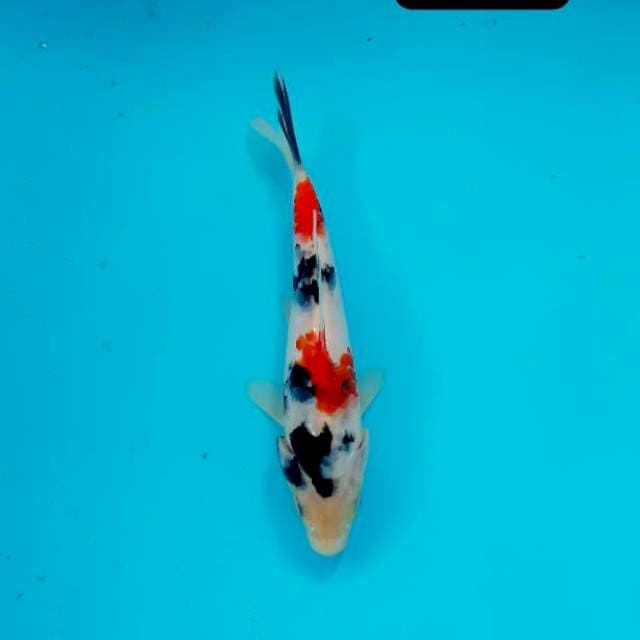 New showa sisik pumada 16 cm