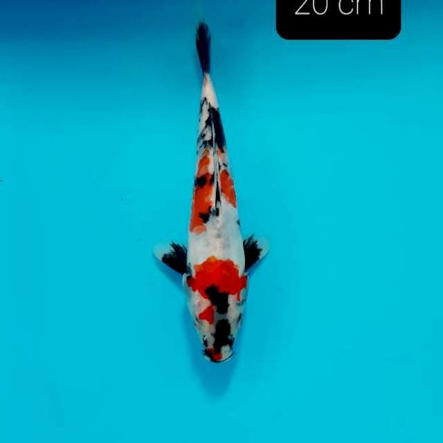 Doitsu 20 cm
