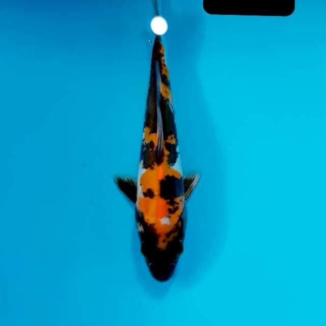 Doitsu 20 cm