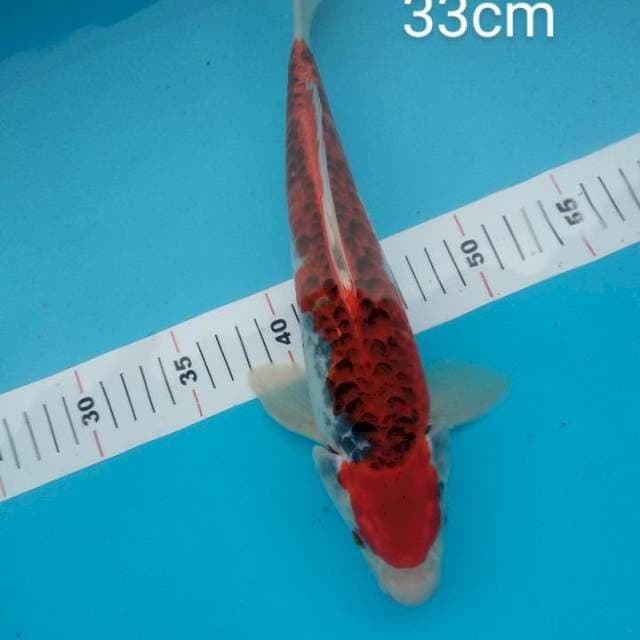 Goshiki full aragoke rapi 33cm