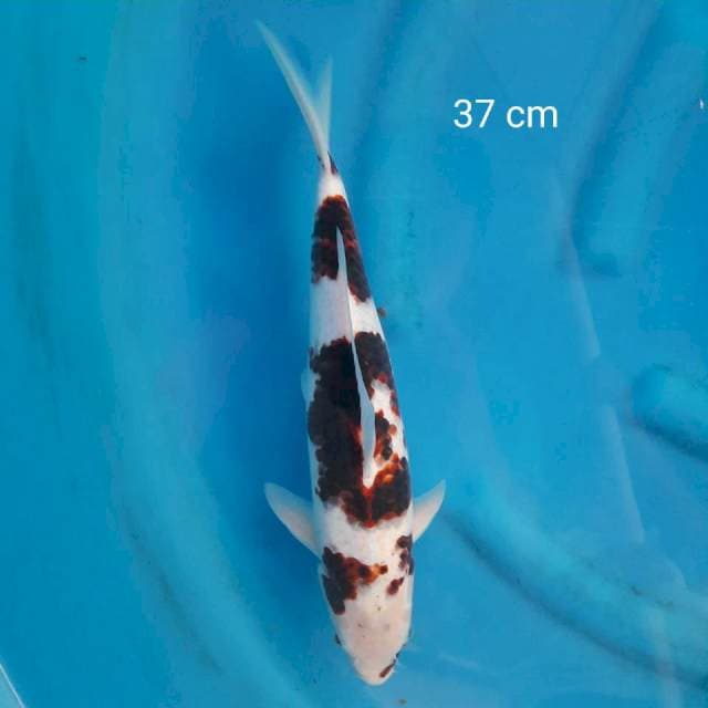 Goromo 37 cm