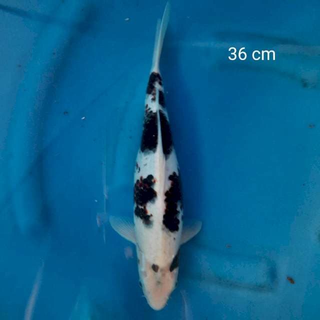 Goromo 36 cm