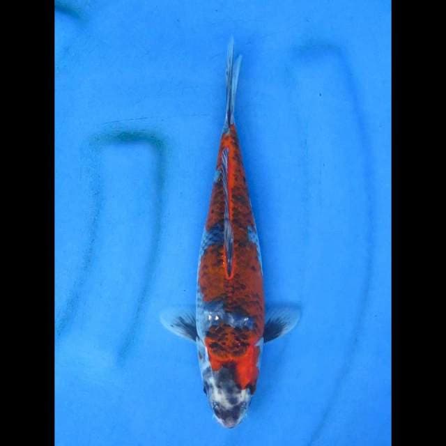 Kuro goshiki 26cm