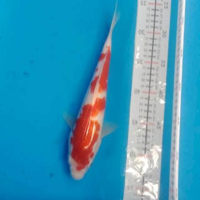 Kohaku