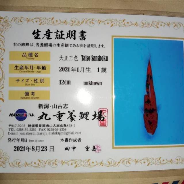Taiso sanshoku import 21cm