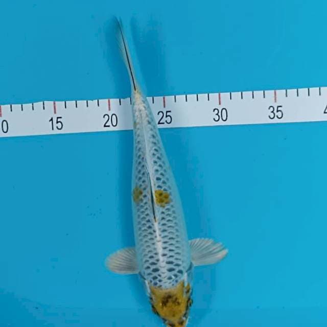 27 cm kiko
