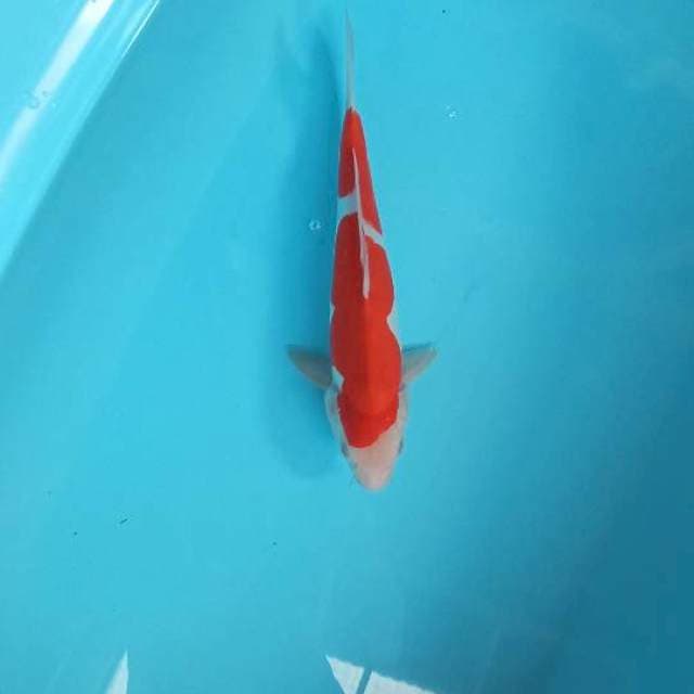 Kohaku 27cm