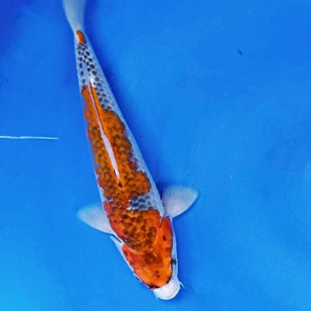 Gosiki 30 cm