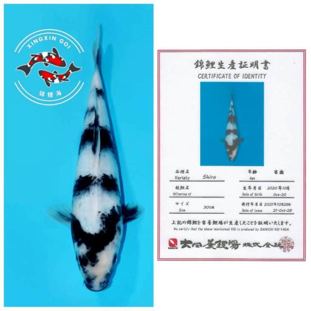 ICHIMATSU SHIRO DAINICHI 30cm