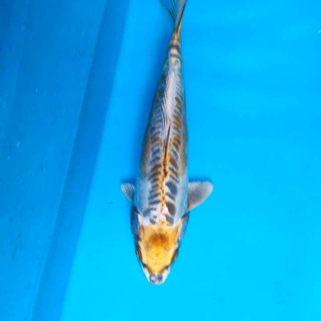 Kikokuryu koleksi