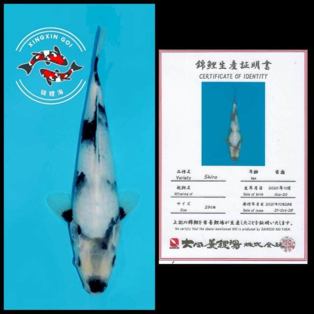 TATEGOI SHIRO DAINICHI 29CM