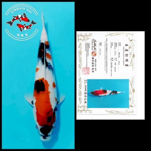 KINDAI SHOWA SAKAI 35CM
