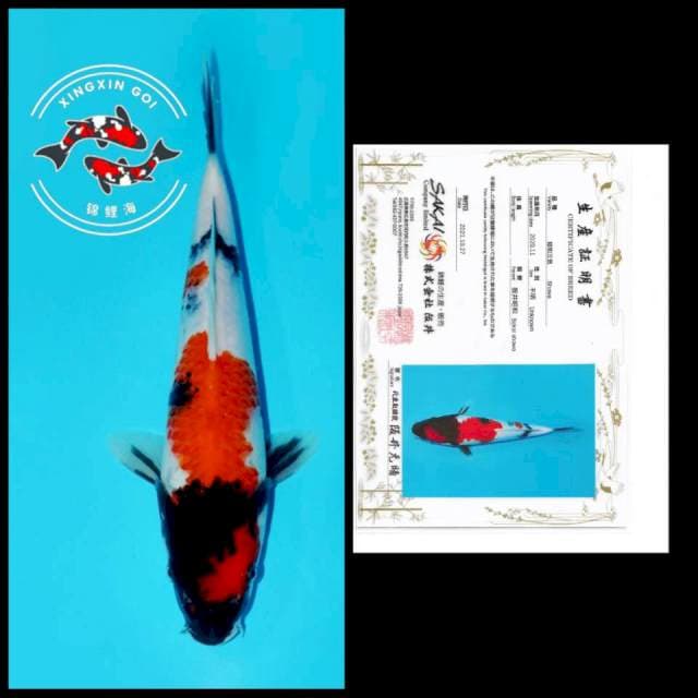 KINDAI SHOWA SAKAI 27CM