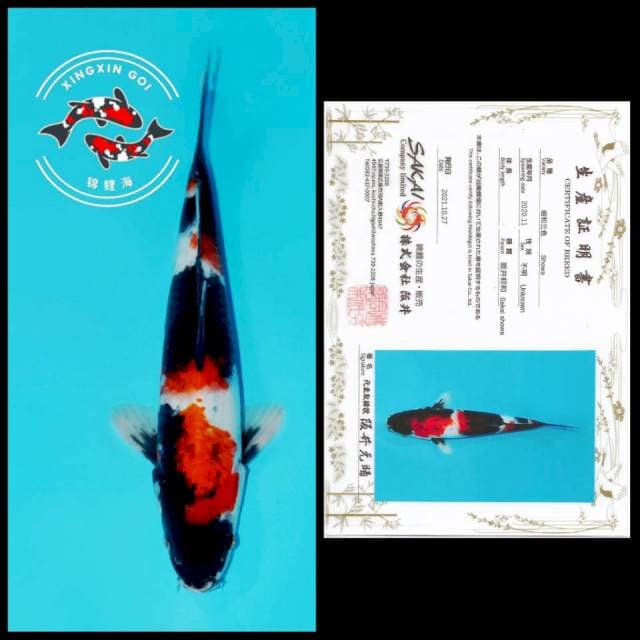 SHOWA SAKAI 28CM