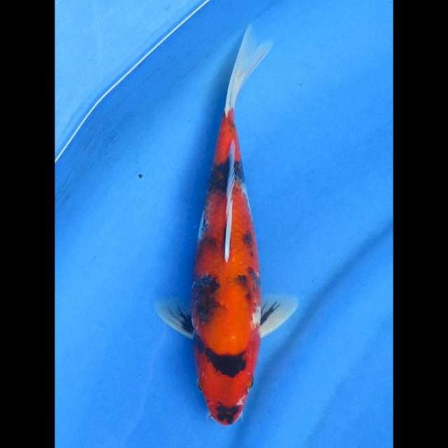 Hishowa 26cm