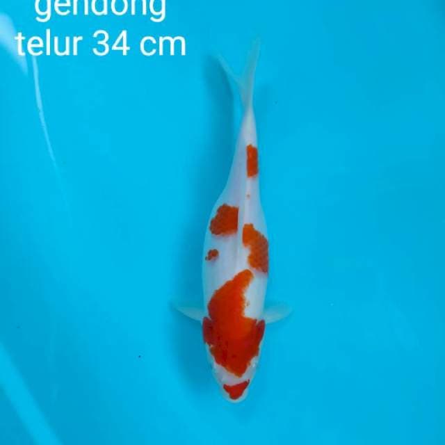 Kohaku gendong telur