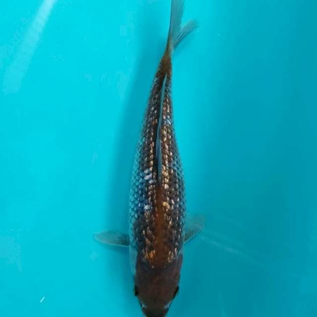 Uchiba gindrin