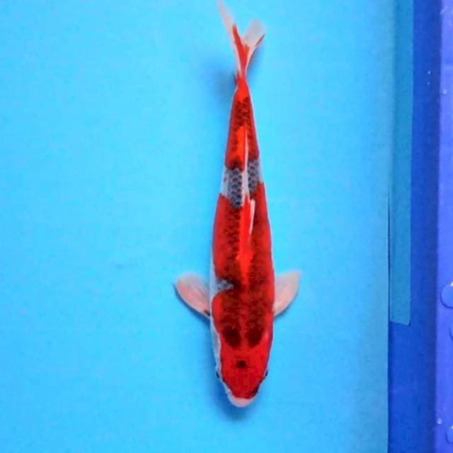 Ghosiki