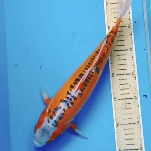 Hanna shusui 36cm