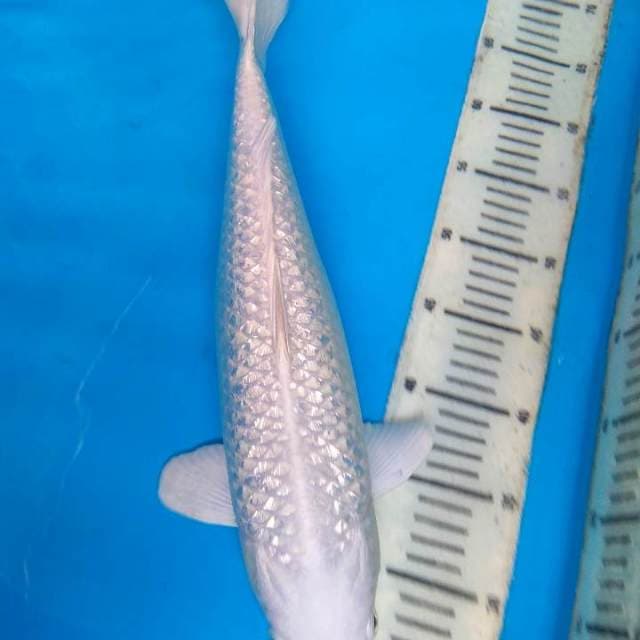 Platinum 42 cm