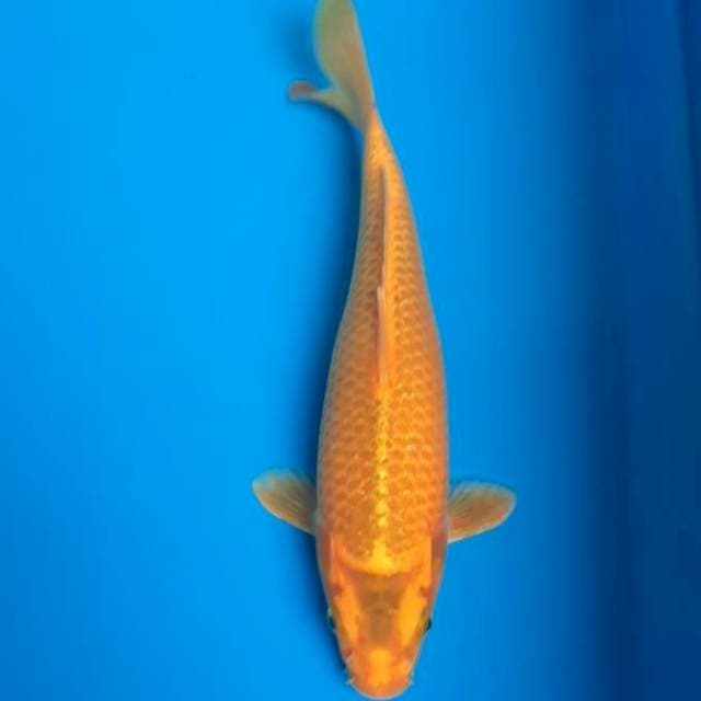 Polos lemon 29cm