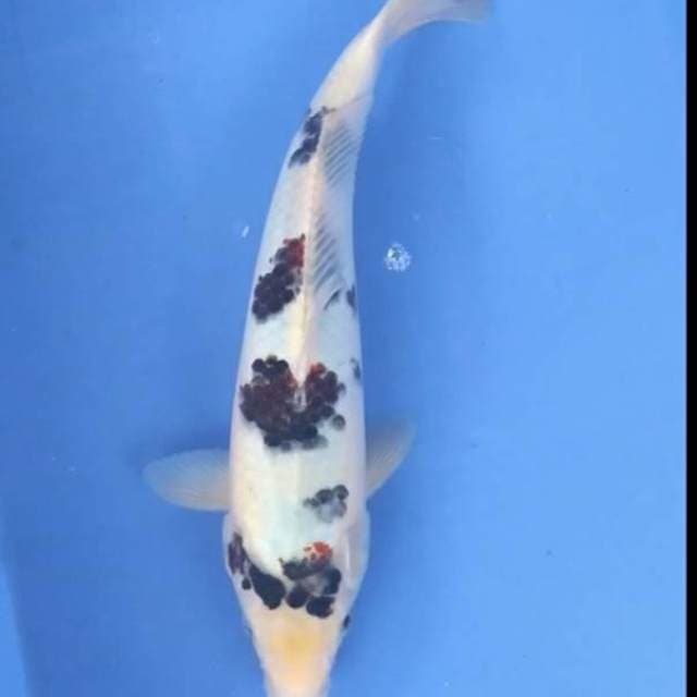 Goromo 31 cm ory