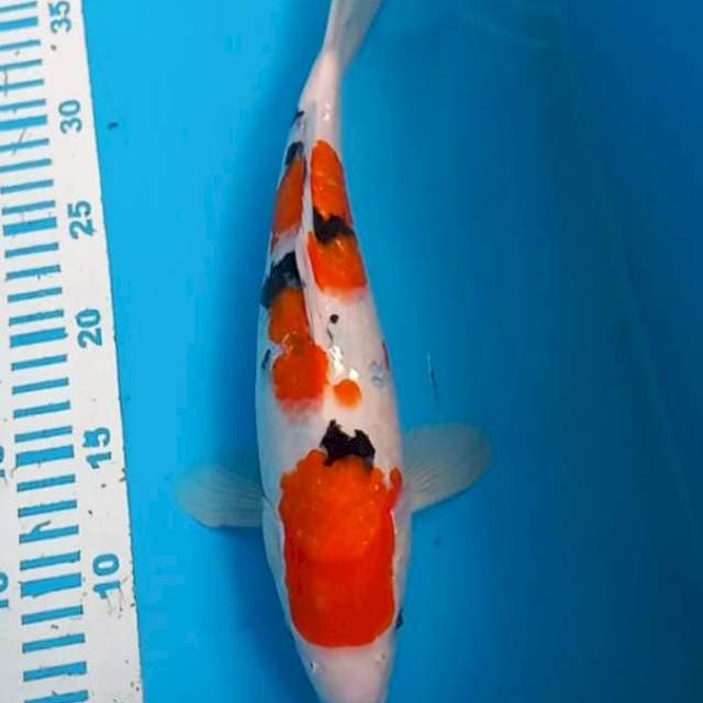 Sanke 33cm