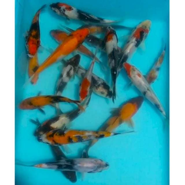 20ekr mix, 10_15cm
