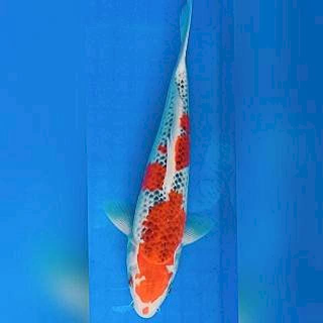 Goshiki Jantan 28cm
