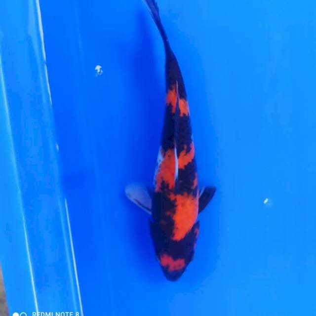 Showa 22 cm