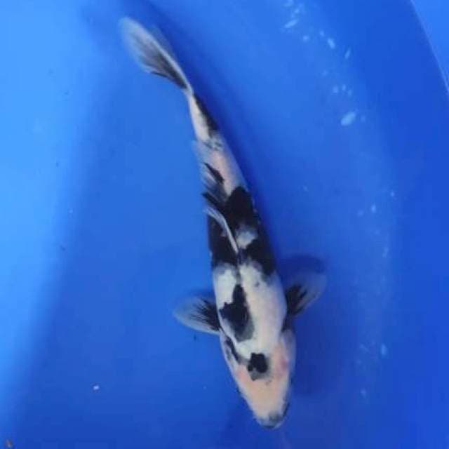 Shiro 25cm