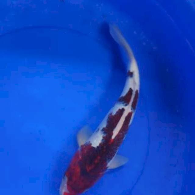 Goromo 36cm