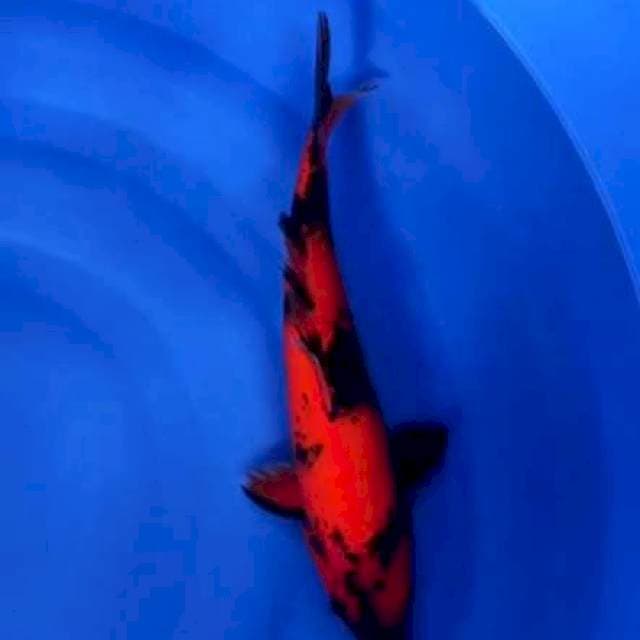 utsuri 40cm