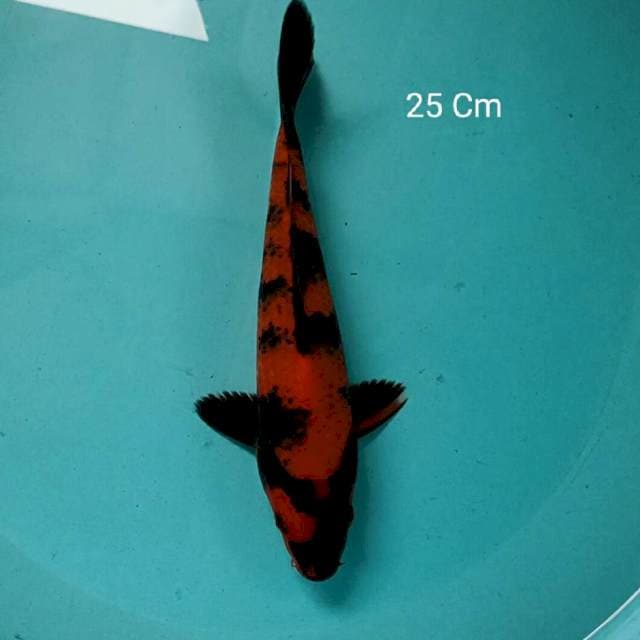 Hi Utsuri 25 Cm