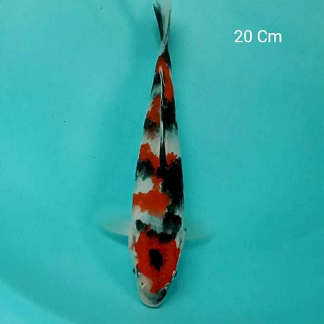 Showa 20 Cm