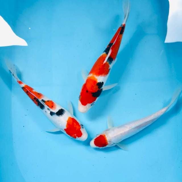 Mix koi, 25BU