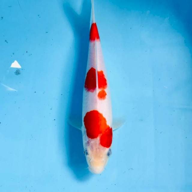 Kohaku, 23 cm