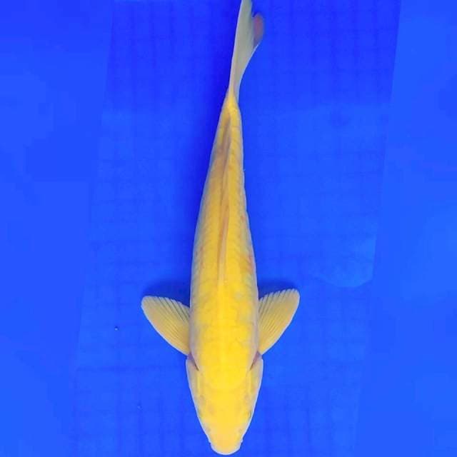 Karashi Lemon Aragoke 33cm Jantan