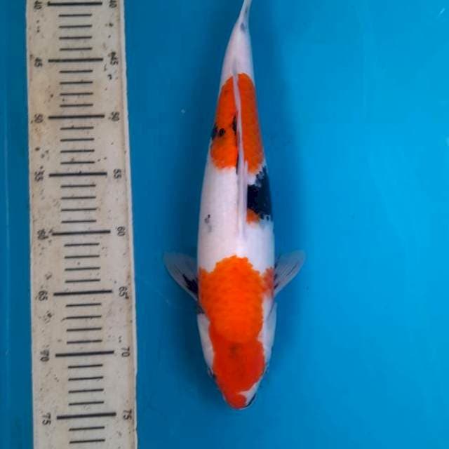 38cm HQ Tategoi showa Fm