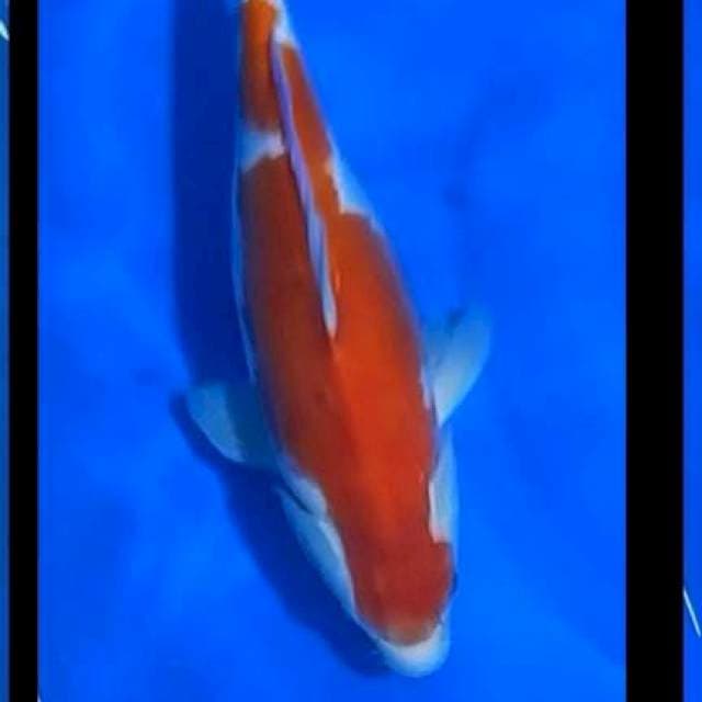 Kohaku Ipponhi 36cm