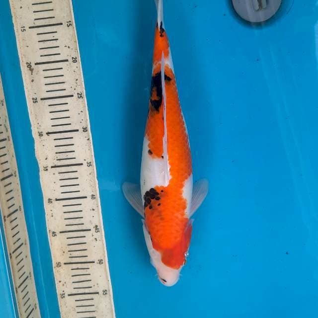 39cm inazuma showa Fm